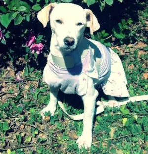 Cachorro raça SRD idade 2 anos nome Flor