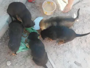 Cachorro raça vira-lata idade 2 a 6 meses nome bel 