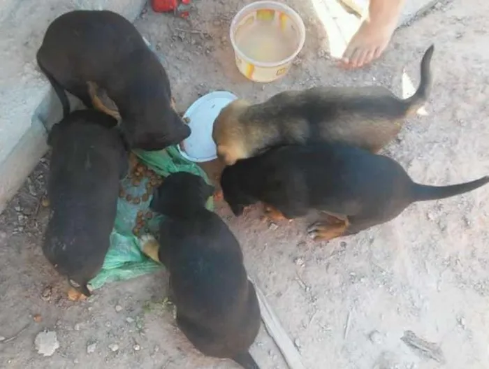 Cachorro ra a vira-lata idade 2 a 6 meses nome bel 