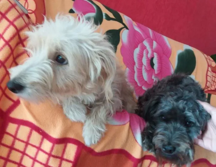 Cachorro ra a poldo idade 3 anos nome Neguinha