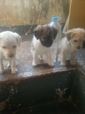 Cachorro raça Nao tem  idade Abaixo de 2 meses nome Não tem 