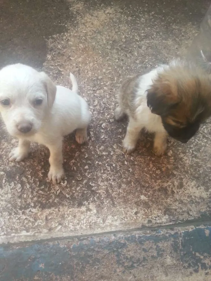 Cachorro ra a Nao tem  idade Abaixo de 2 meses nome Não tem 