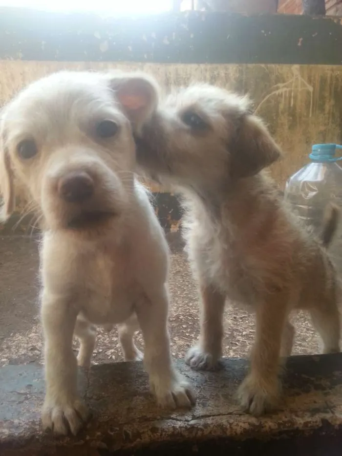 Cachorro ra a Nao tem  idade Abaixo de 2 meses nome Não tem 