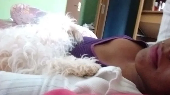 Cachorro raça Pudou mesturado idade 7 a 11 meses nome Tody