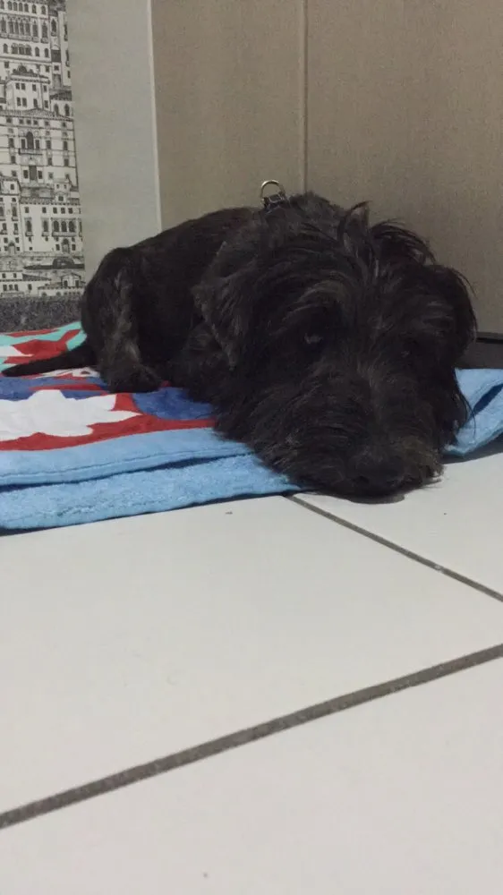 Cachorro ra a Shnauzer  idade 3 anos nome Otto