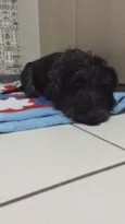 Otto