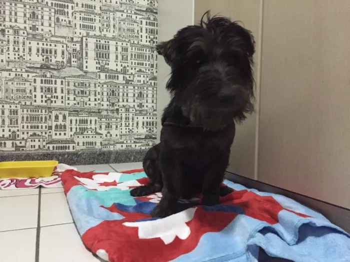 Cachorro ra a Shnauzer  idade 3 anos nome Otto