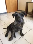 Otto
