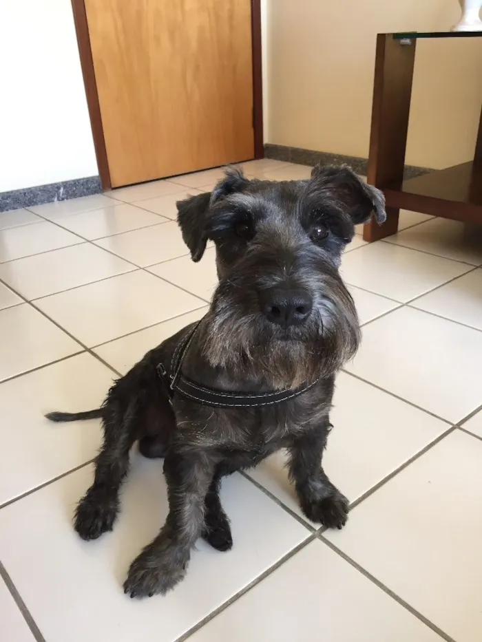 Cachorro ra a Shnauzer  idade 3 anos nome Otto