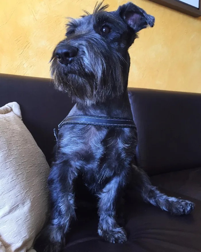 Cachorro ra a Shnauzer  idade 3 anos nome Otto