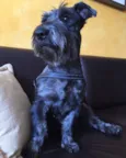 Otto