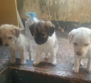 Cachorro raça  idade Abaixo de 2 meses nome Não tem 