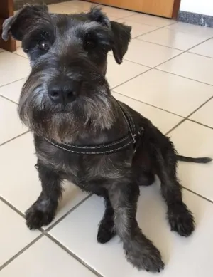 Cachorro raça Shnauzer  idade 3 anos nome Otto