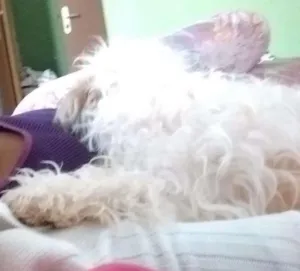 Cachorro raça Pudou mesturado idade 7 a 11 meses nome Tody