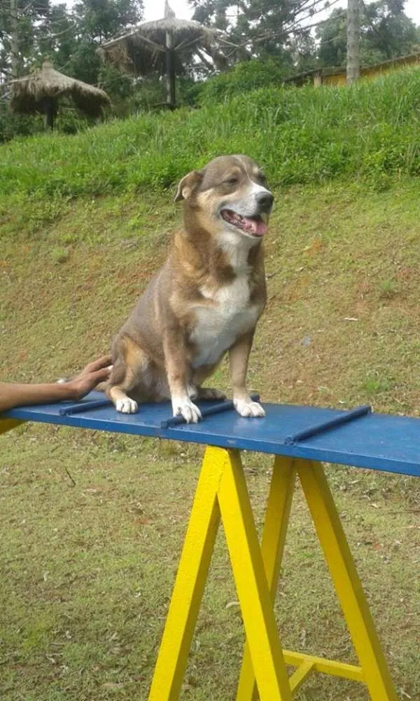 Cachorro ra a SRD idade 3 anos nome Frederico