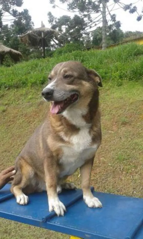 Cachorro ra a SRD idade 3 anos nome Frederico