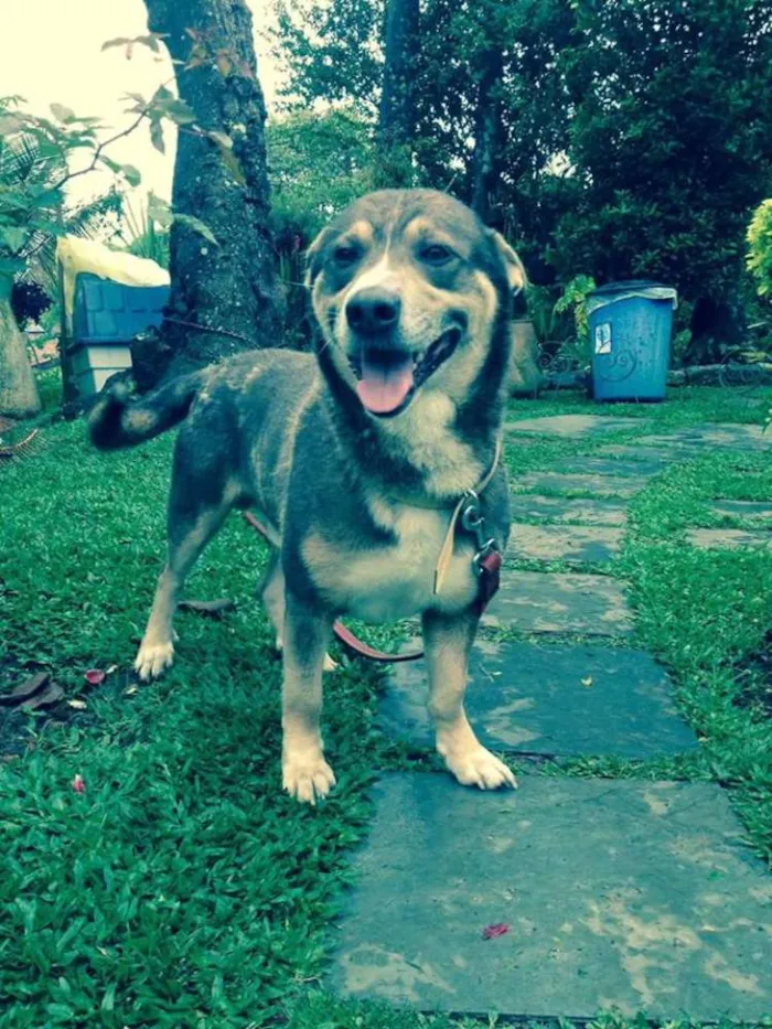 Cachorro ra a SRD idade 3 anos nome Frederico