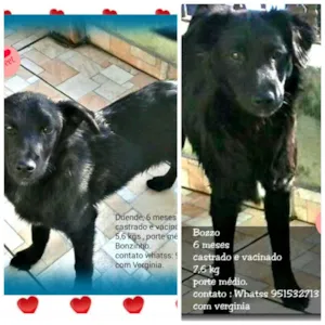 Cachorro raça Srd idade 2 a 6 meses nome Duende e Bozzo