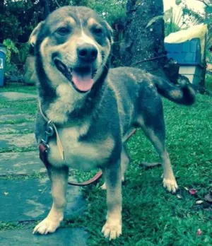 Cachorro raça SRD idade 3 anos nome Frederico