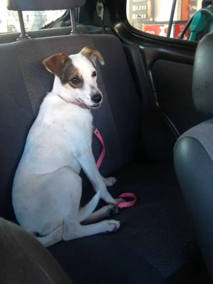 Cachorro ra a Vira-lata  idade 2 a 6 meses nome Milla