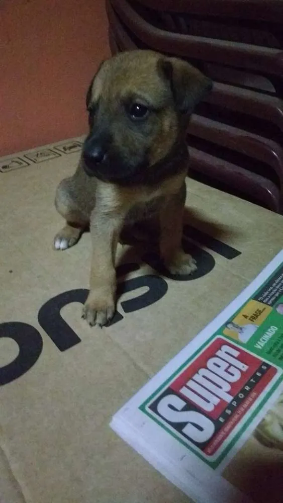 Cachorro raça SRD idade Abaixo de 2 meses nome Não possuem nome