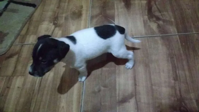 Cachorro raça SRD idade Abaixo de 2 meses nome Não possuem nome