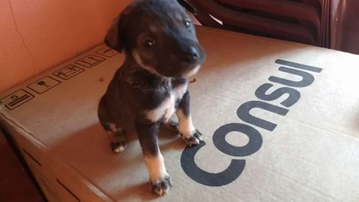 Cachorro raça SRD idade Abaixo de 2 meses nome Não possuem nome