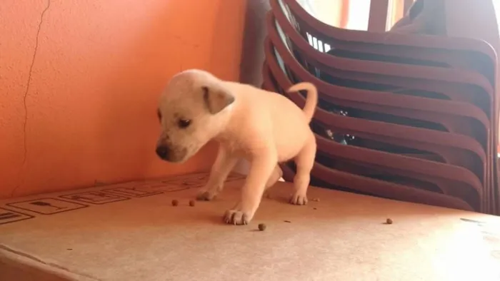 Cachorro raça SRD idade Abaixo de 2 meses nome Não possuem nome