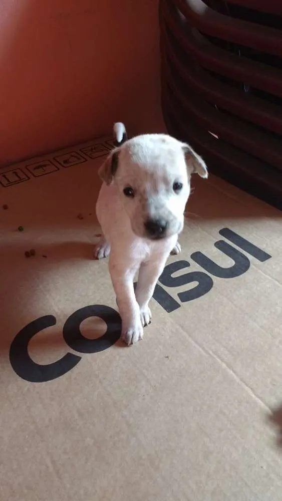 Cachorro raça SRD idade Abaixo de 2 meses nome Não possuem nome