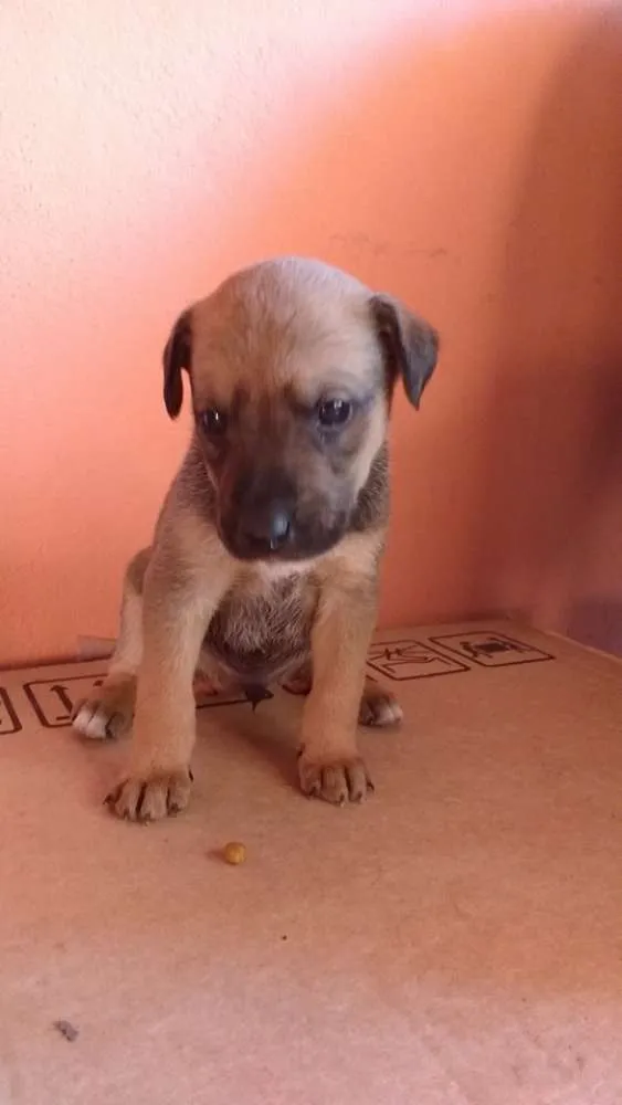 Cachorro raça SRD idade Abaixo de 2 meses nome Não possuem nome