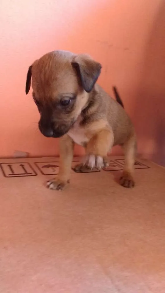 Cachorro raça SRD idade Abaixo de 2 meses nome Não possuem nome