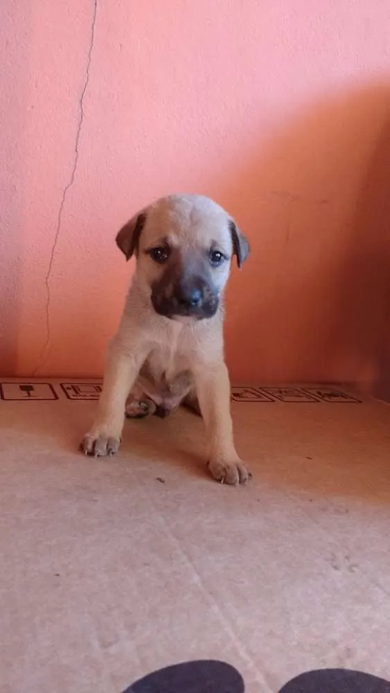 Cachorro raça SRD idade Abaixo de 2 meses nome Não possuem nome