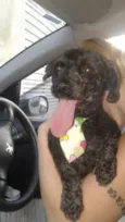 Tico