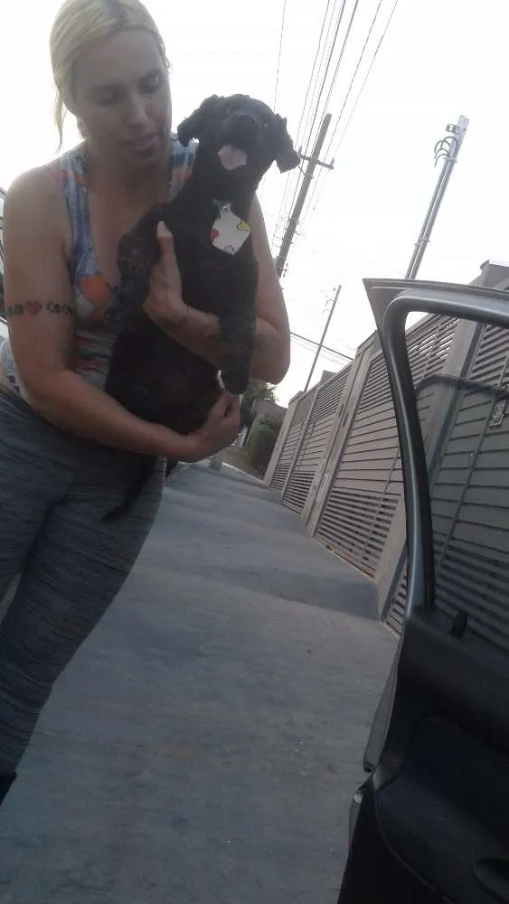 Cachorro ra a Poodle idade 5 anos nome Tico