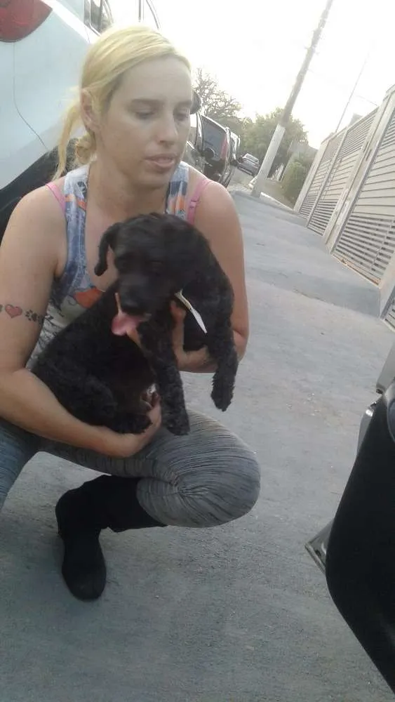 Cachorro ra a Poodle idade 5 anos nome Tico