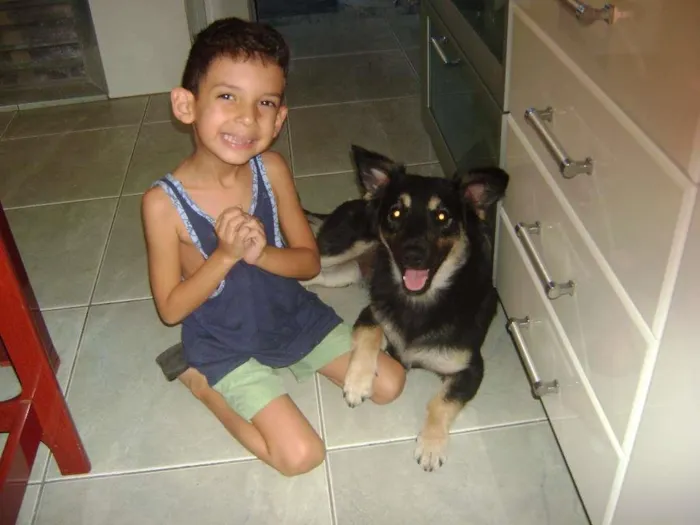 Cachorro ra a vira lata idade 6 ou mais anos nome Bonifacio