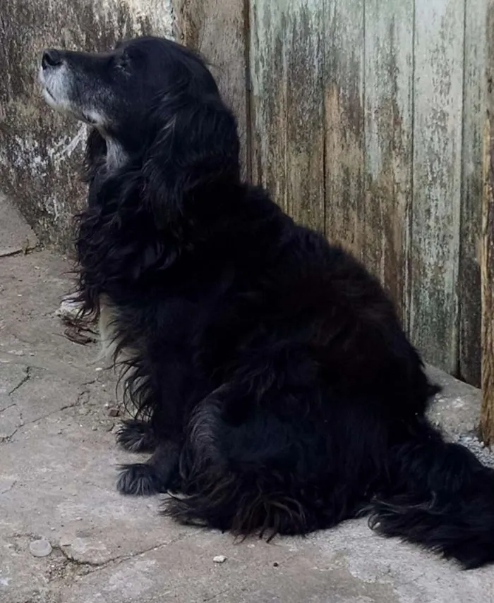 Cachorro ra a Mestiço idade 1 ano nome Carinhoso