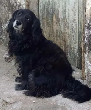 Cachorro raça Mestiço idade 1 ano nome Carinhoso