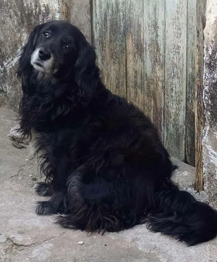Cachorro ra a Mestiço idade 1 ano nome Carinhoso