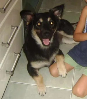 Cachorro raça vira lata idade 6 ou mais anos nome Bonifacio