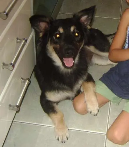 Cachorro ra a vira lata idade 6 ou mais anos nome Bonifacio