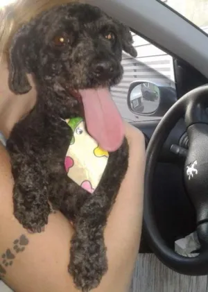 Cachorro raça Poodle idade 5 anos nome Tico