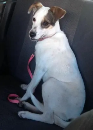 Cachorro raça Vira-lata  idade 2 a 6 meses nome Milla