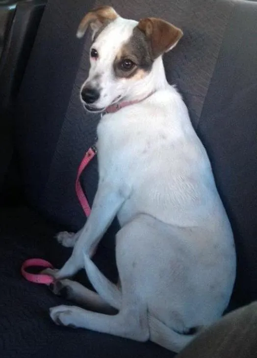 Cachorro ra a Vira-lata  idade 2 a 6 meses nome Milla