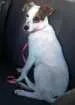 Cachorro raça Vira-lata  idade 2 a 6 meses nome Milla