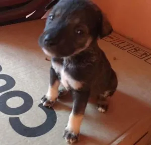 Cachorro raça SRD idade Abaixo de 2 meses nome Não possuem nome