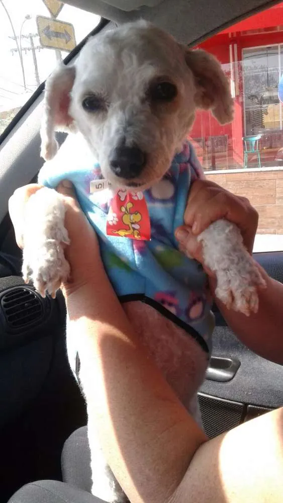 Cachorro ra a Poodle  idade 4 anos nome Kaike