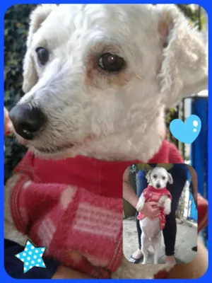 Cachorro raça Poodle  idade 4 anos nome Kaike