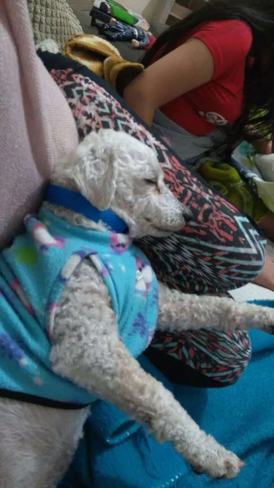 Cachorro ra a Poodle  idade 4 anos nome Kaike