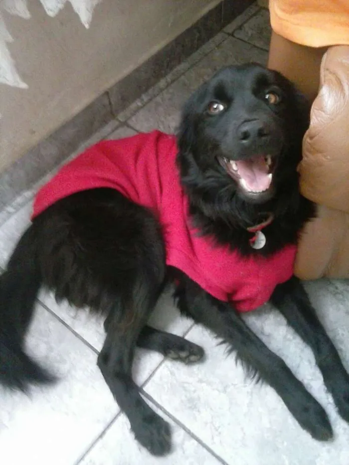 Cachorro ra a SRD idade 1 ano nome Amora